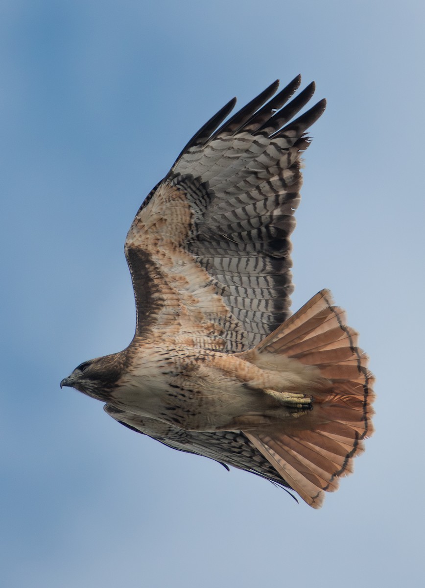 Busardo Colirrojo - ML647160419