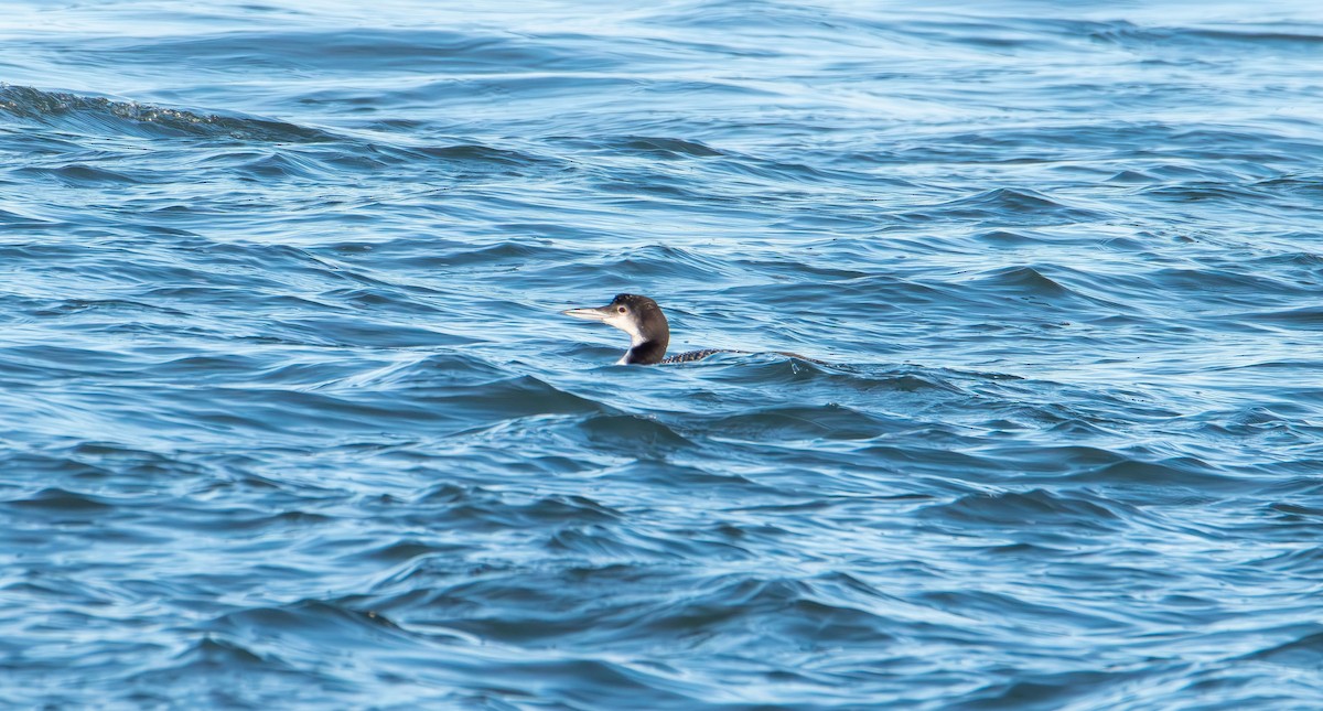 Colimbo Grande - ML647160420