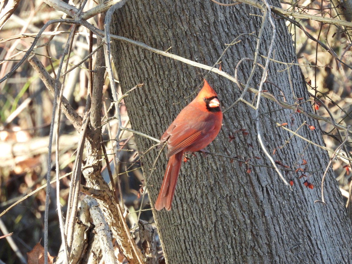 Northern Cardinal - ML647160421