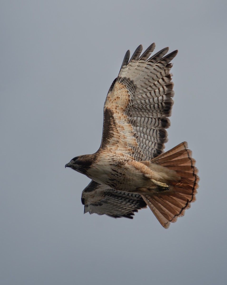 Busardo Colirrojo - ML647160422