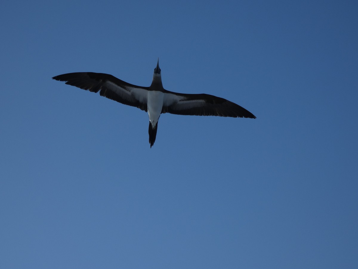 Cocos Booby - ML647160423