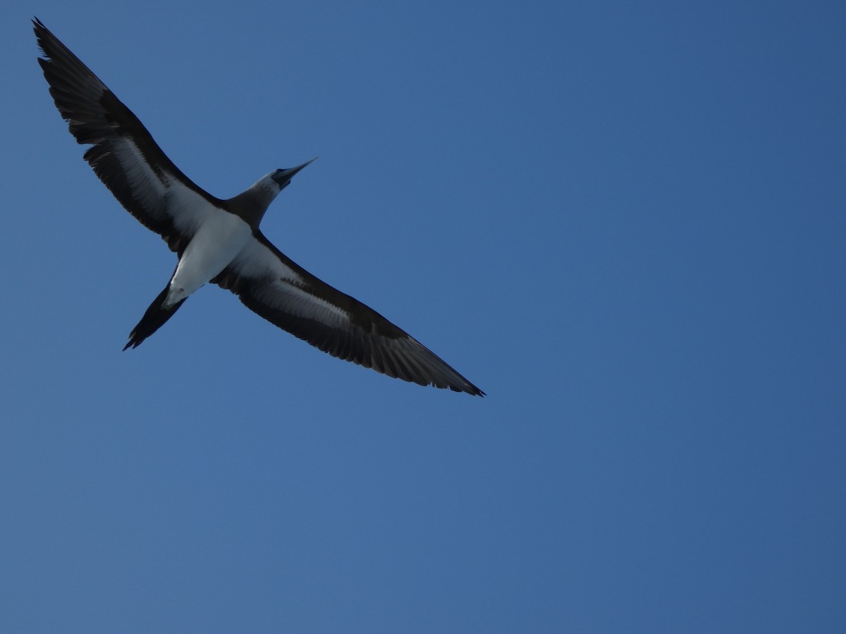 Cocos Booby - ML647160424