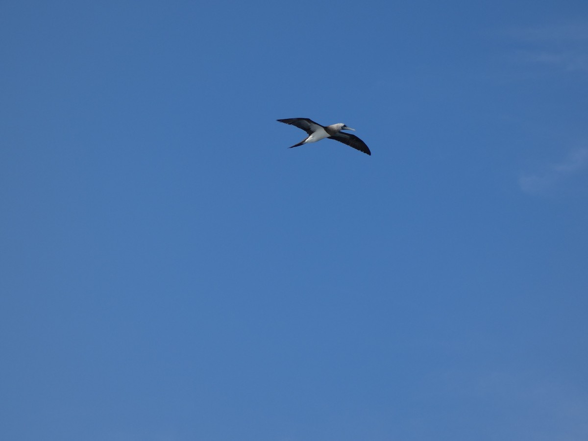 Cocos Booby - ML647160425