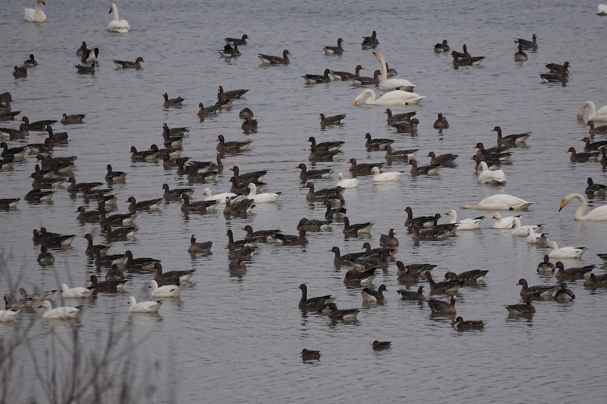 Ánsar Careto (euroasiático) - ML647160426