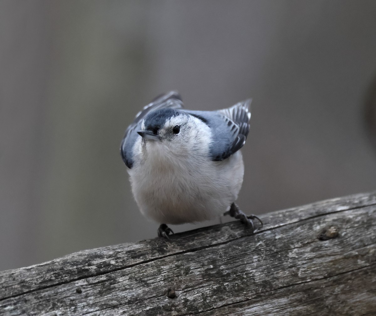 Trepador Pechiblanco - ML647160430