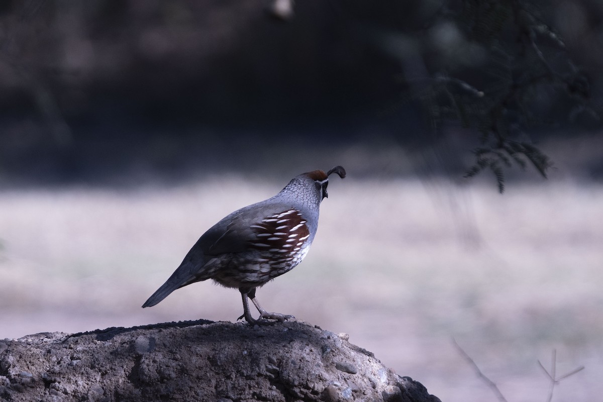 Colín de Gambel - ML647160431