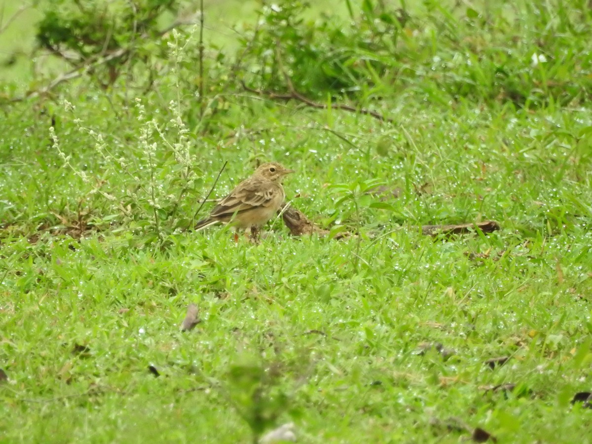 Bisbita Estepario - ML647160433