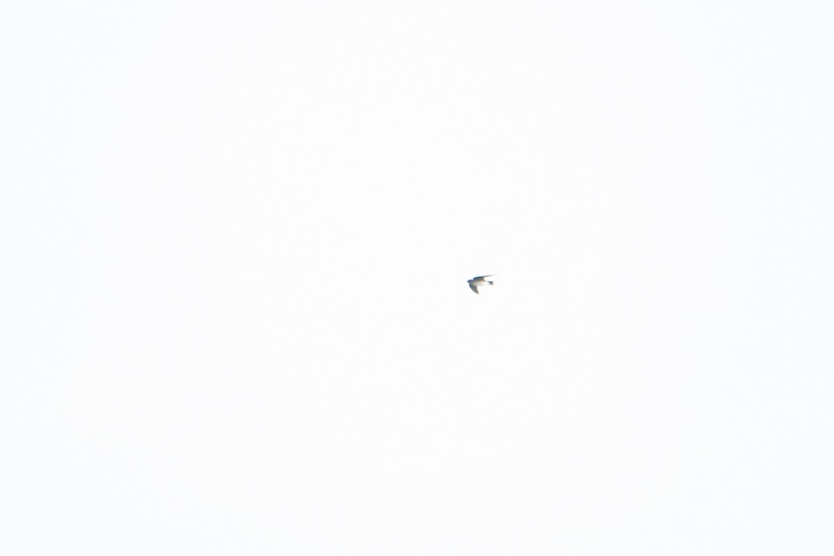 Golondrina/Avión sp. - ML647160434