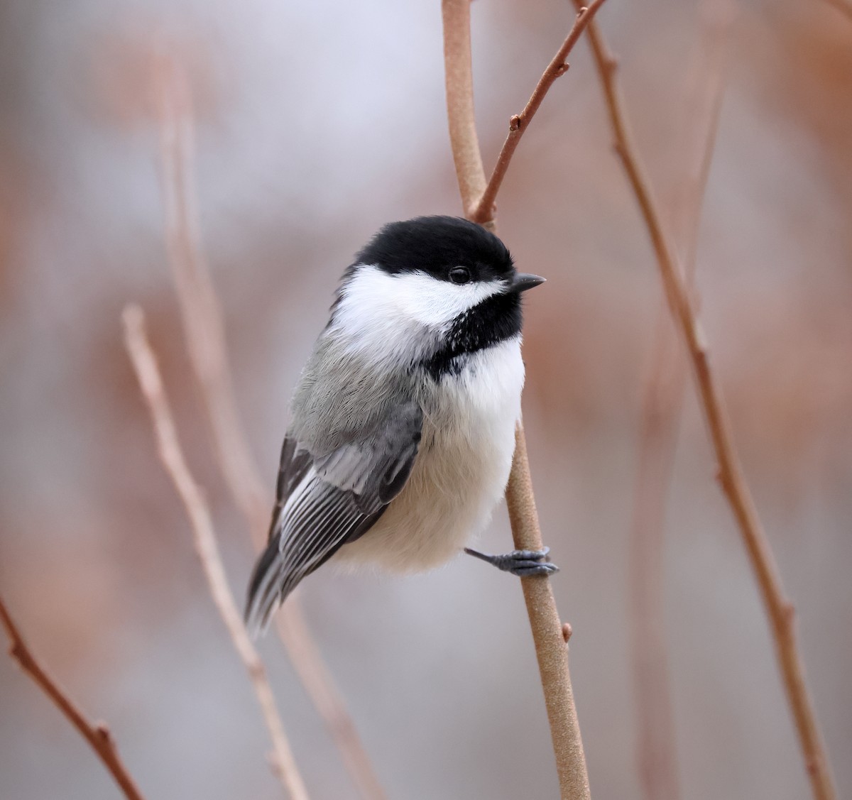 Carbonero Cabecinegro - ML647160435