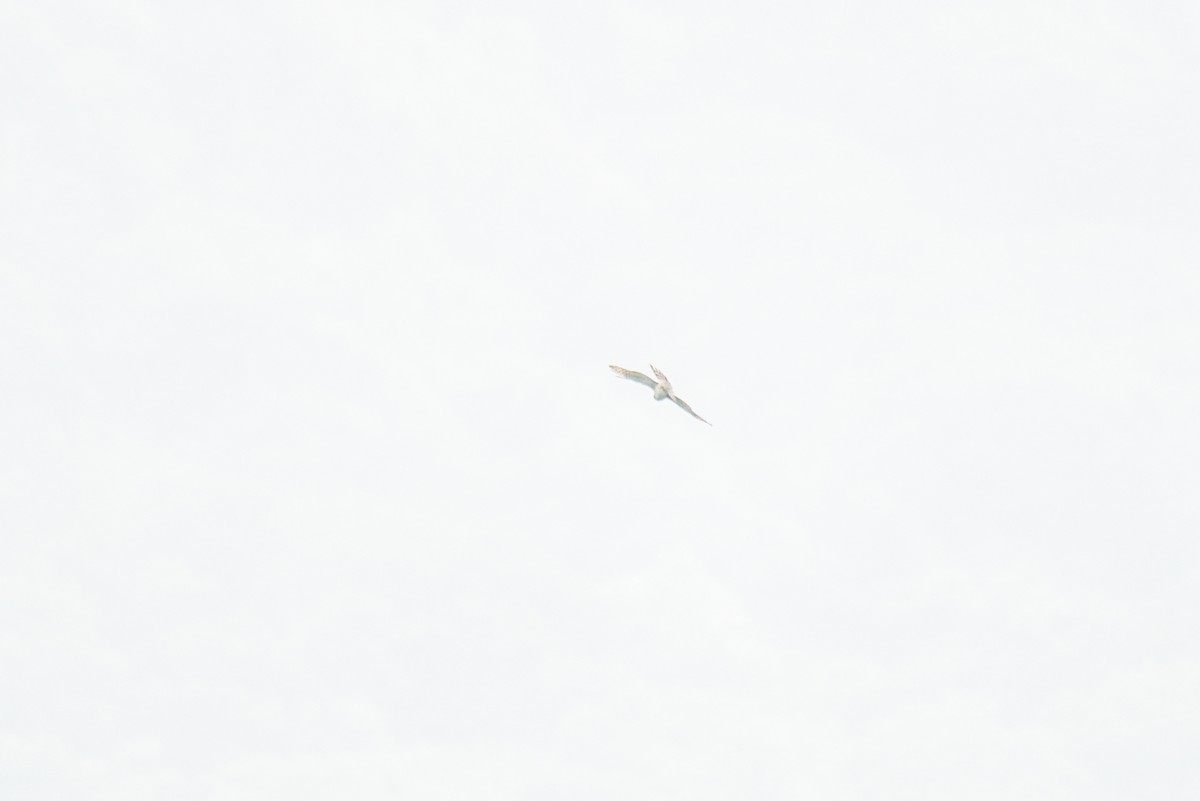 鷹科(中、小型) - ML647160439