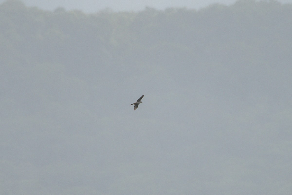 鷹科(中、小型) - ML647160440