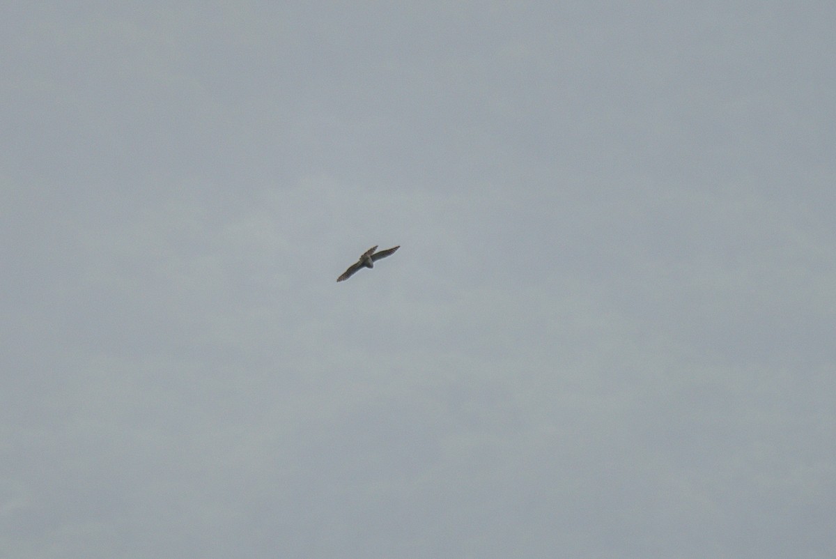 鷹科(中、小型) - ML647160441