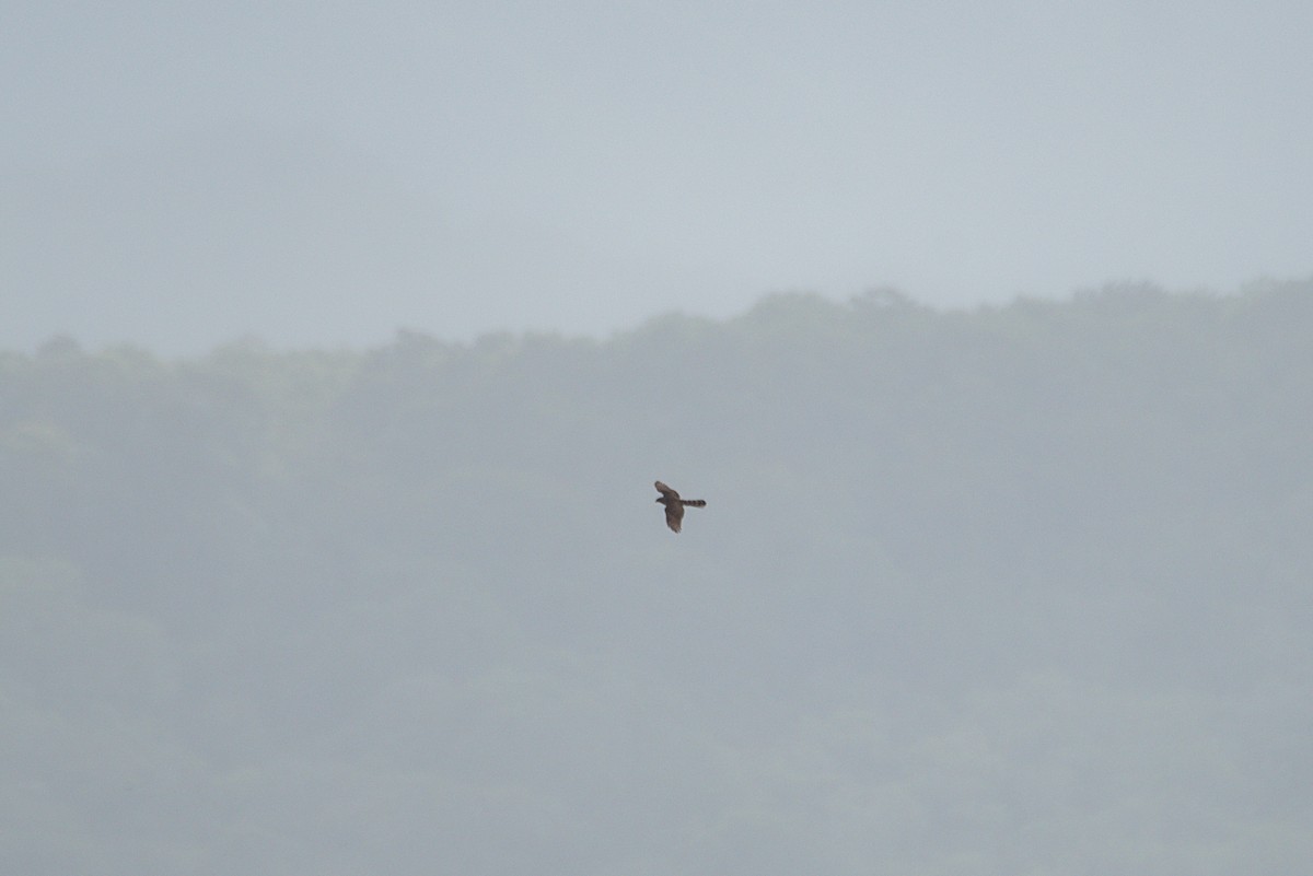 鷹科(中、小型) - ML647160442