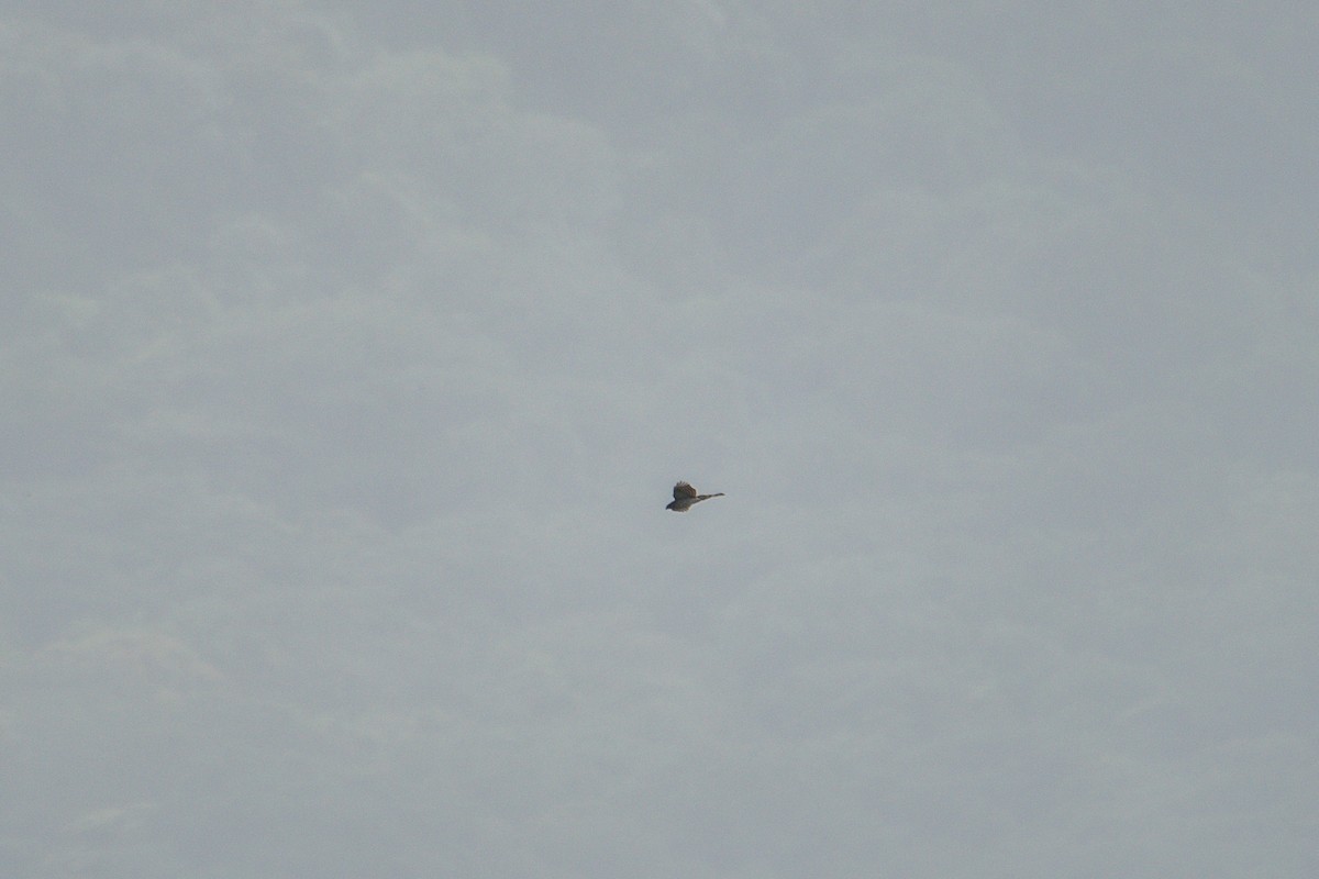 鷹科(中、小型) - ML647160443