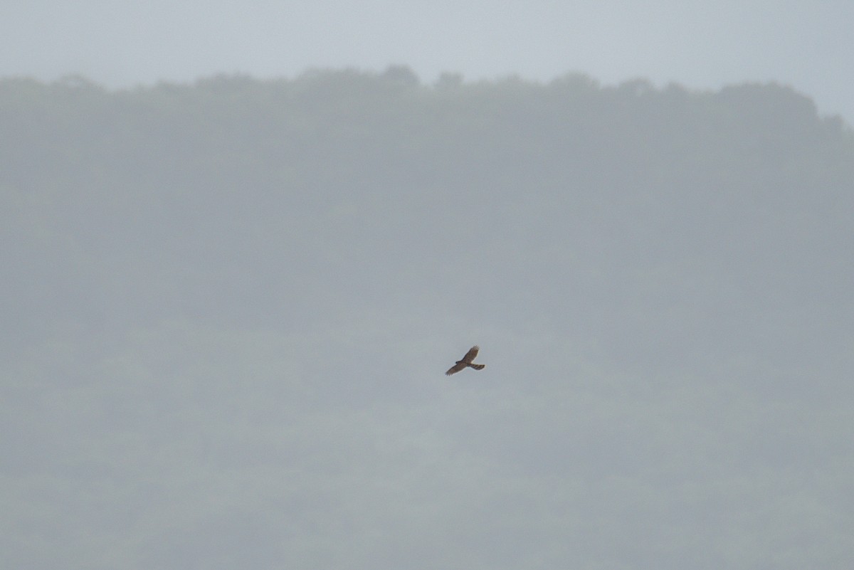 鷹科(中、小型) - ML647160444