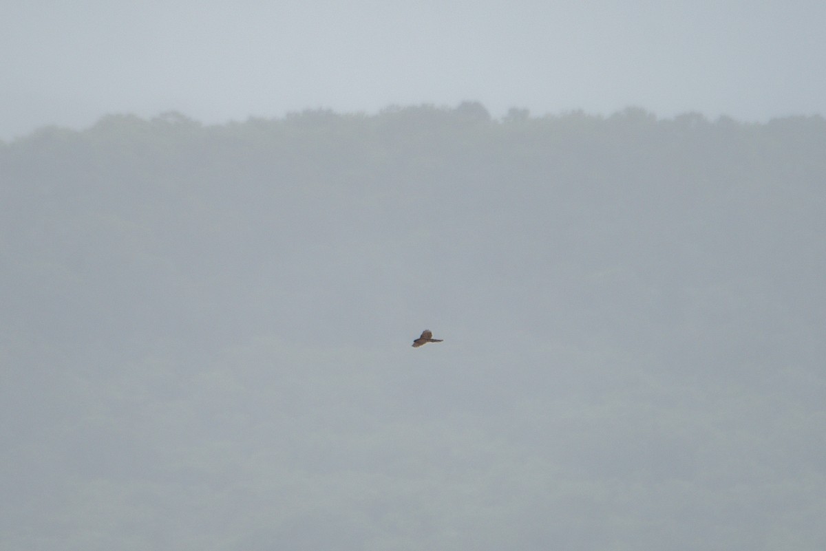 鷹科(中、小型) - ML647160445