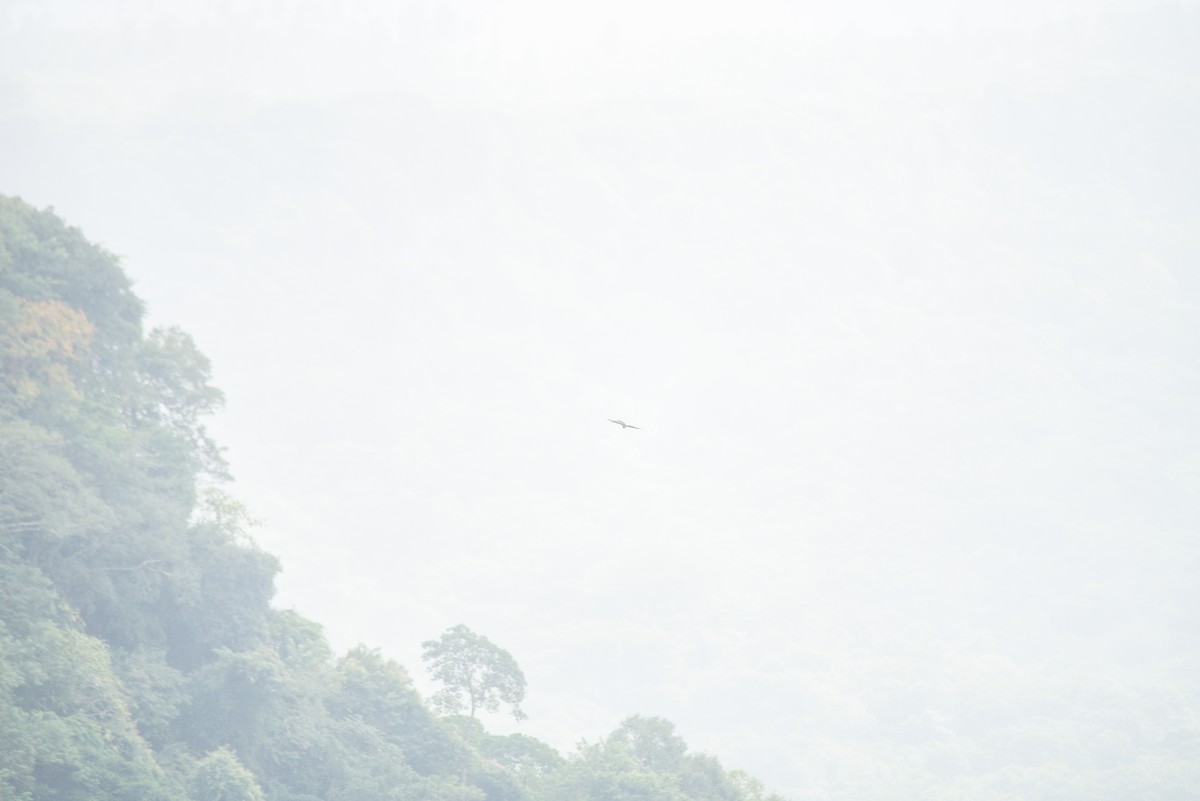 鷹科(中、小型) - ML647160446