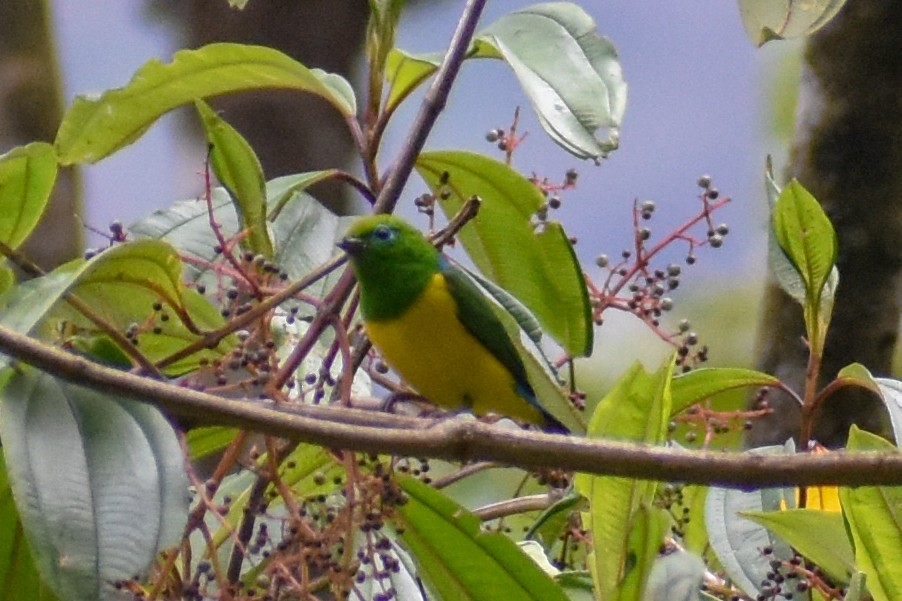 libohlásek zelený - ML647160449