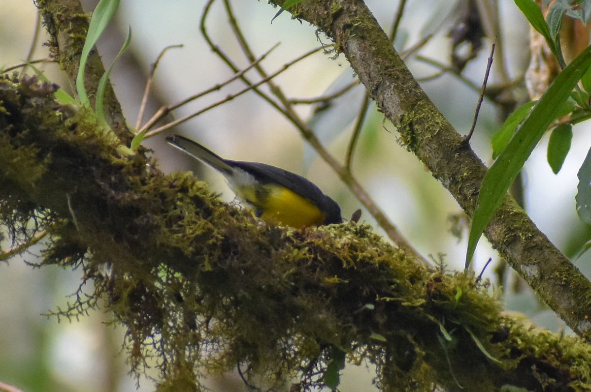 Slate-throated Redstart - ML647160450