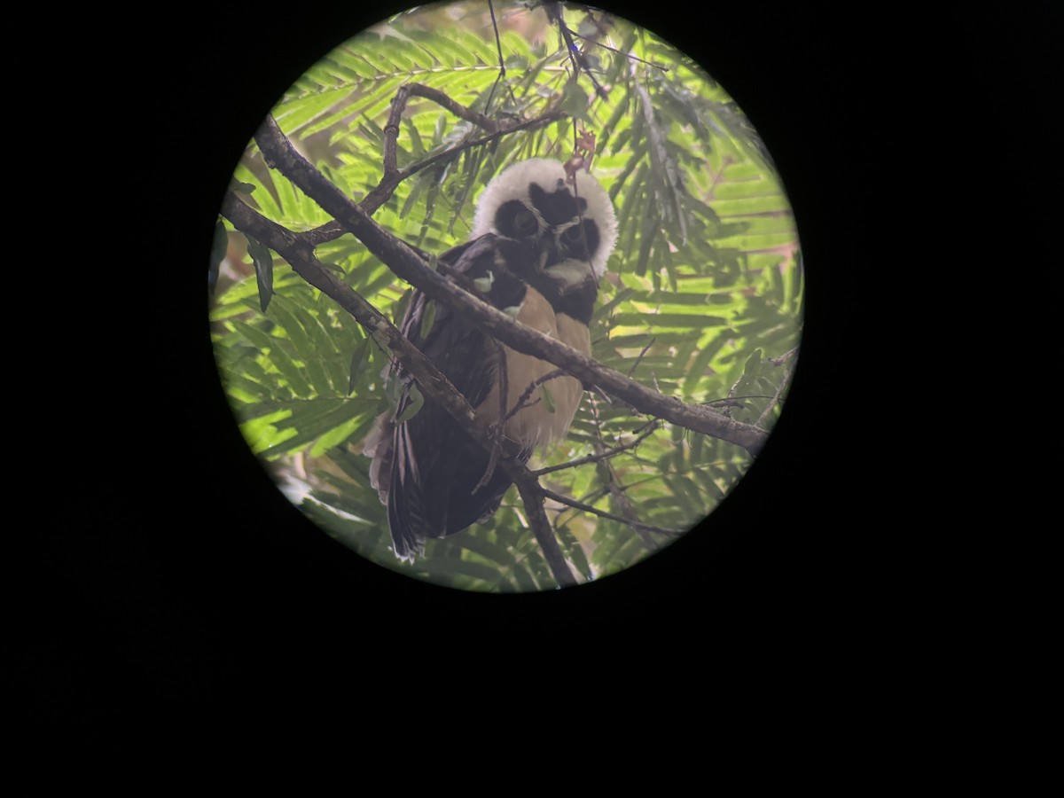 Spectacled Owl - ML647160451