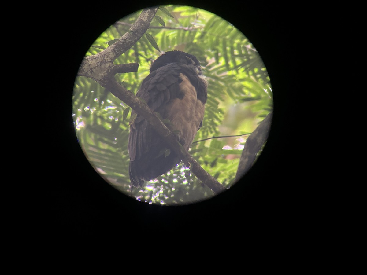 Spectacled Owl - ML647160452