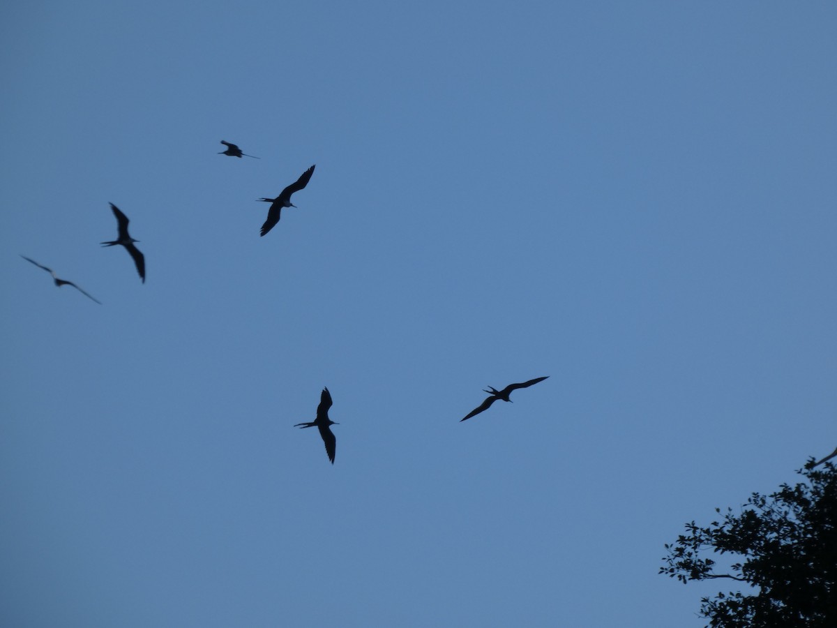 Magnificent Frigatebird - ML647160462