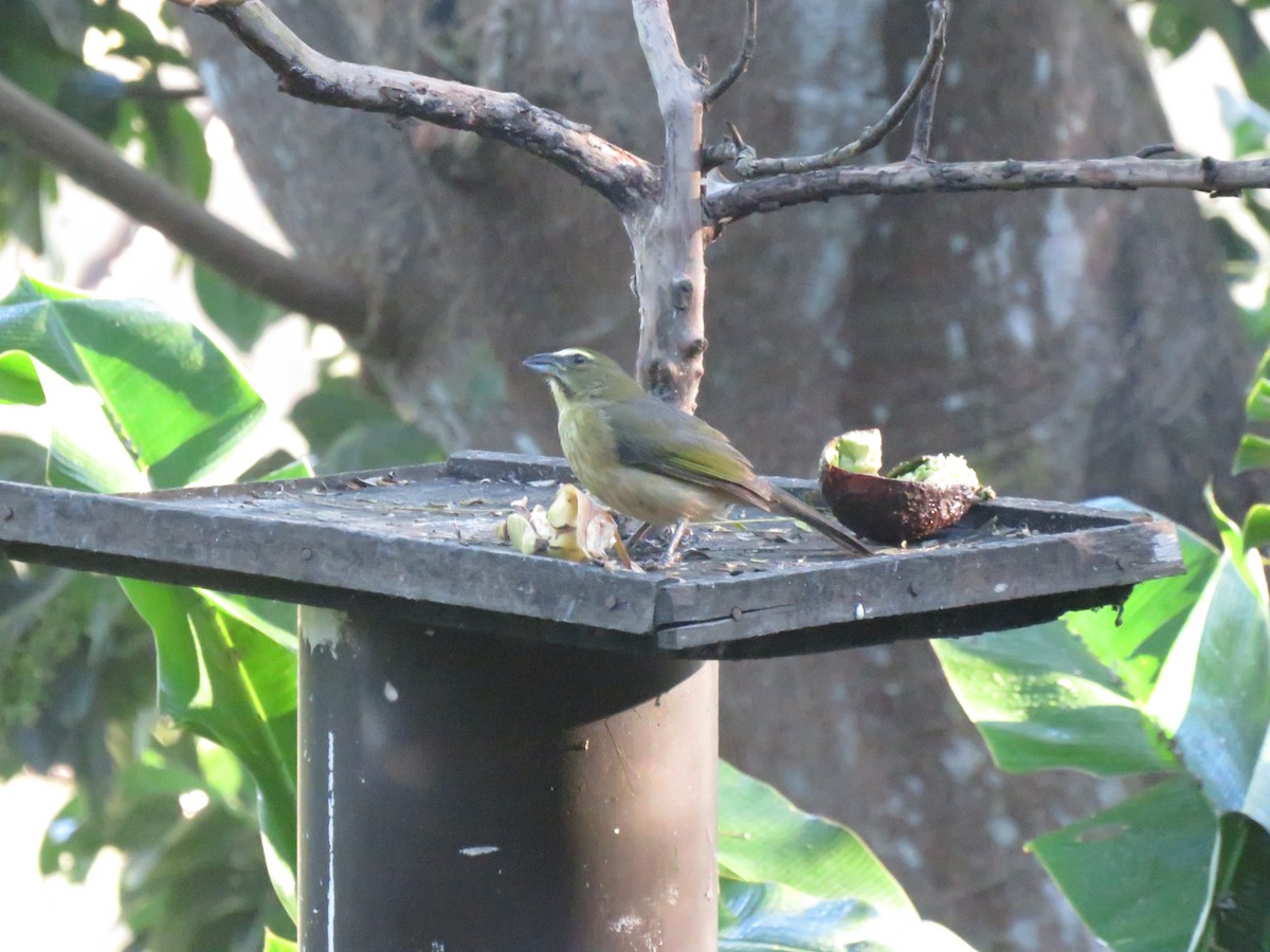 Kuzeyli Kurşuni Saltator - ML647160468