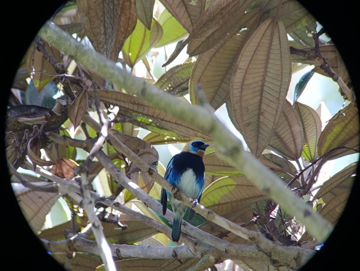 Golden-hooded Tanager - ML647160470