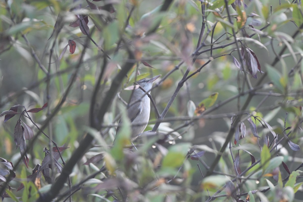 Clamorous Reed Warbler - ML647160478