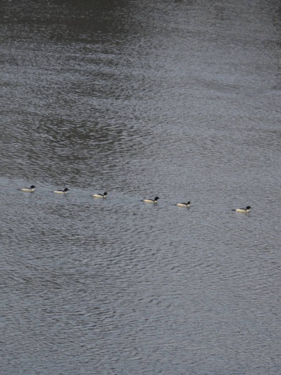 morčák velký - ML647160488