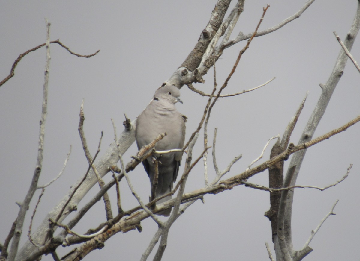 Türkentaube - ML647160497