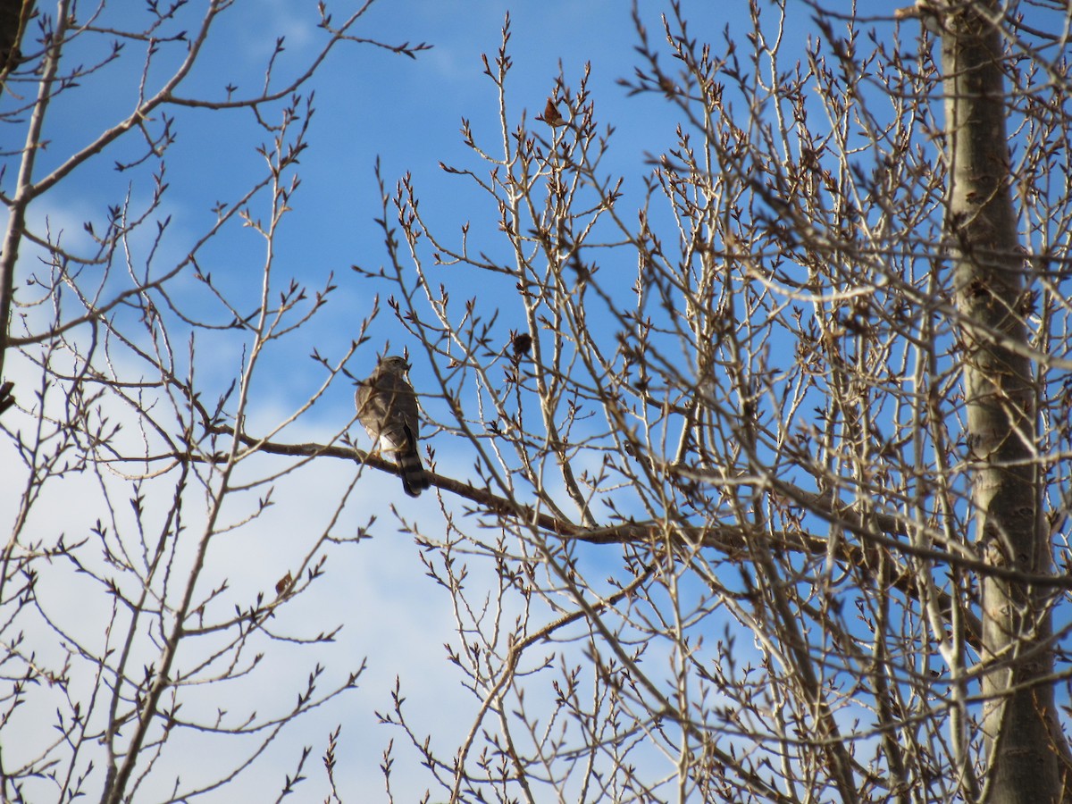 Eckschwanzsperber - ML647160503