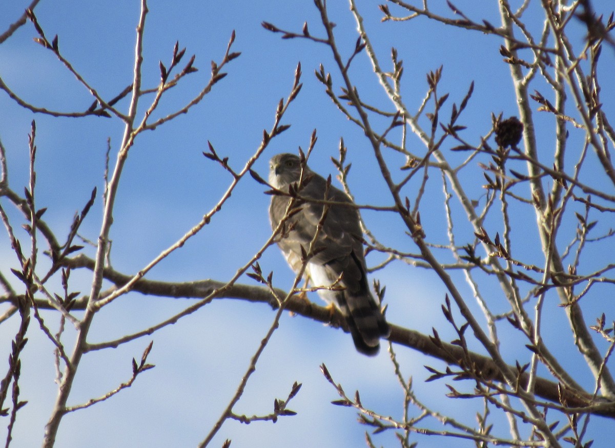 Eckschwanzsperber - ML647160505