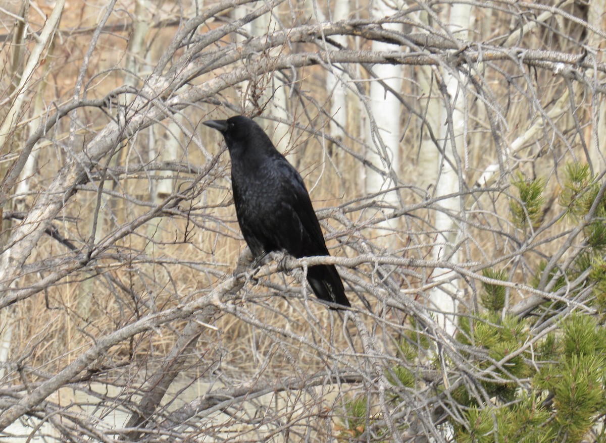 Amerikakrähe - ML647160522