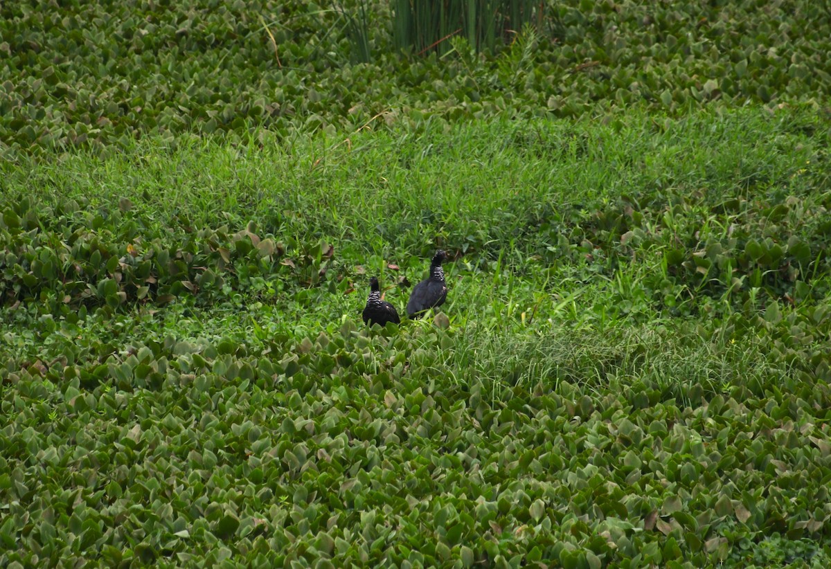 Chajá Añuma - ML647160523