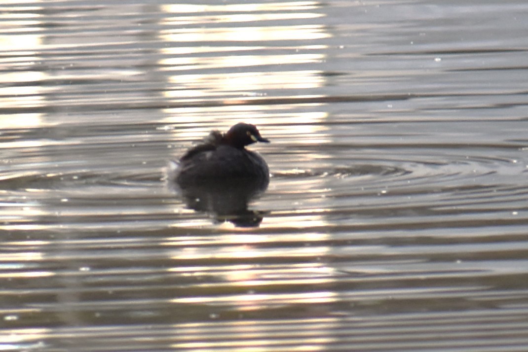 Australasian Grebe - ML647160525