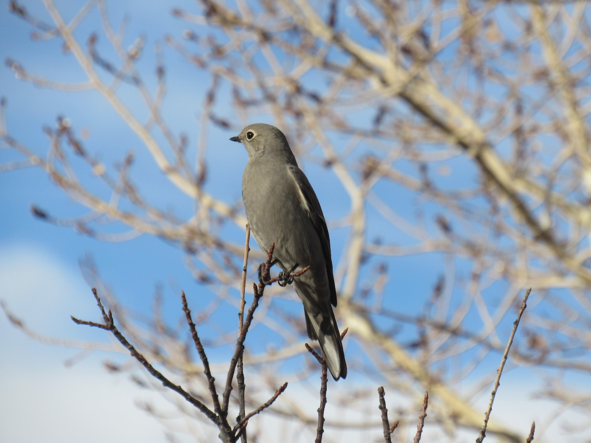 Townsendklarino - ML647160529