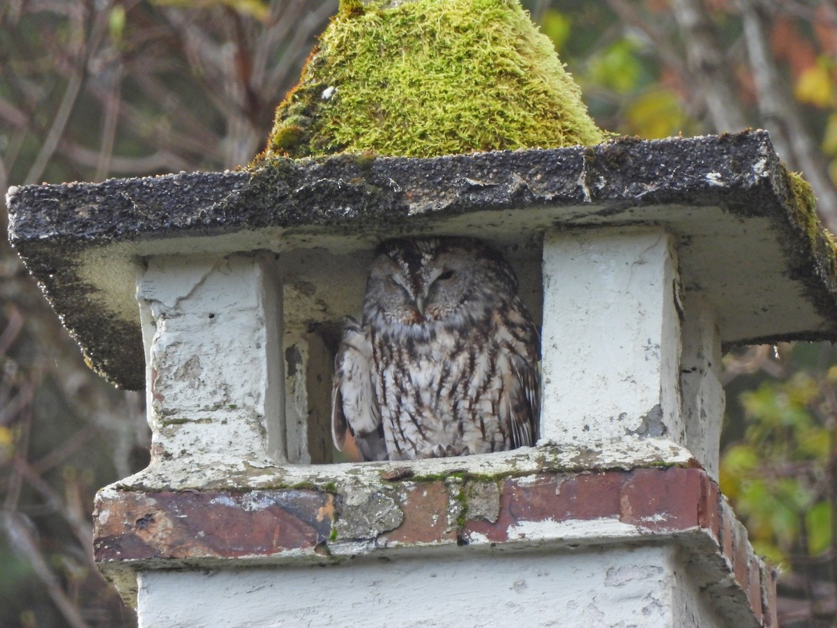 Tawny Owl - ML647160538