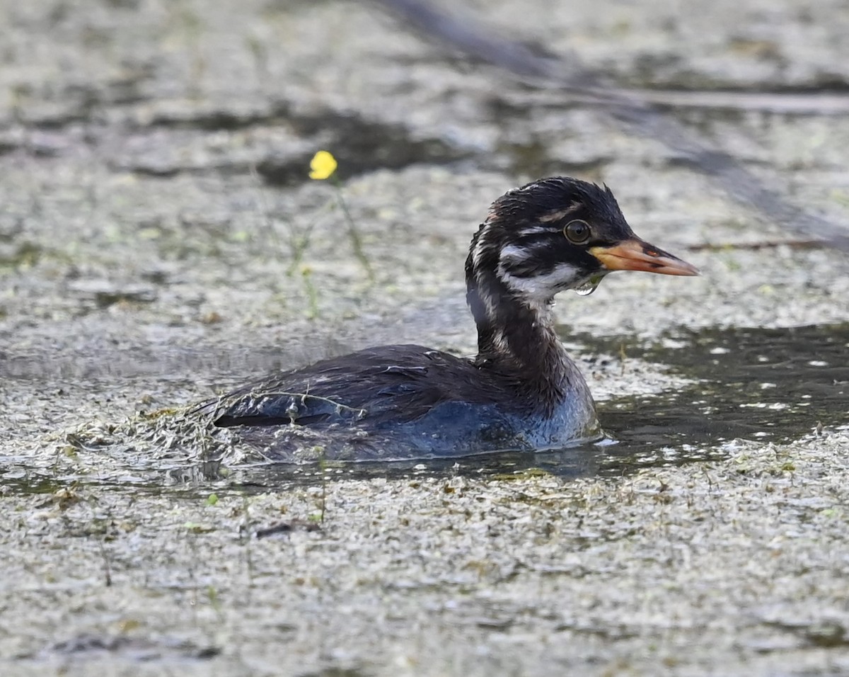 Little Grebe - ML647160545