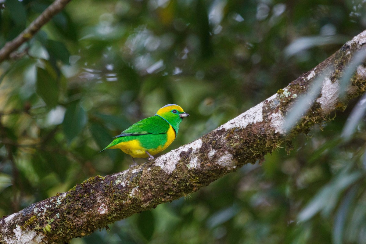 Golden-browed Chlorophonia - ML647160559