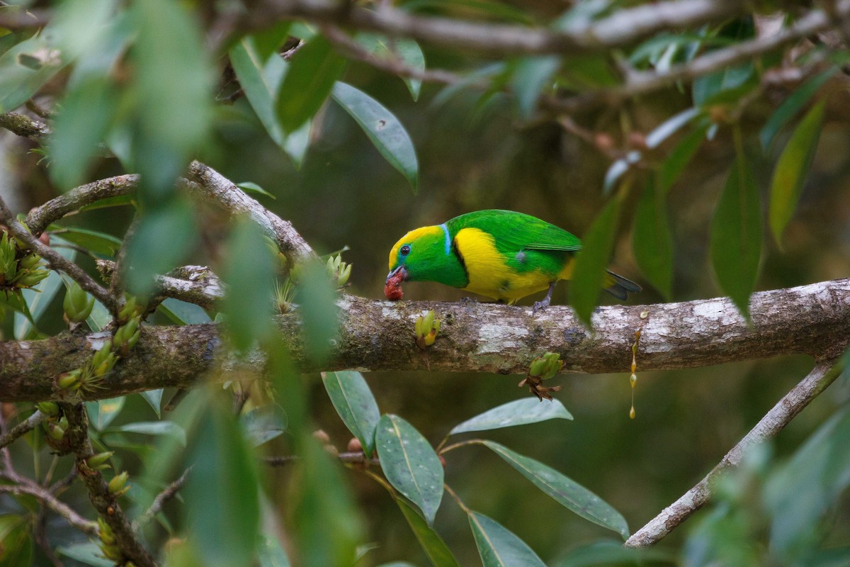 Golden-browed Chlorophonia - ML647160560