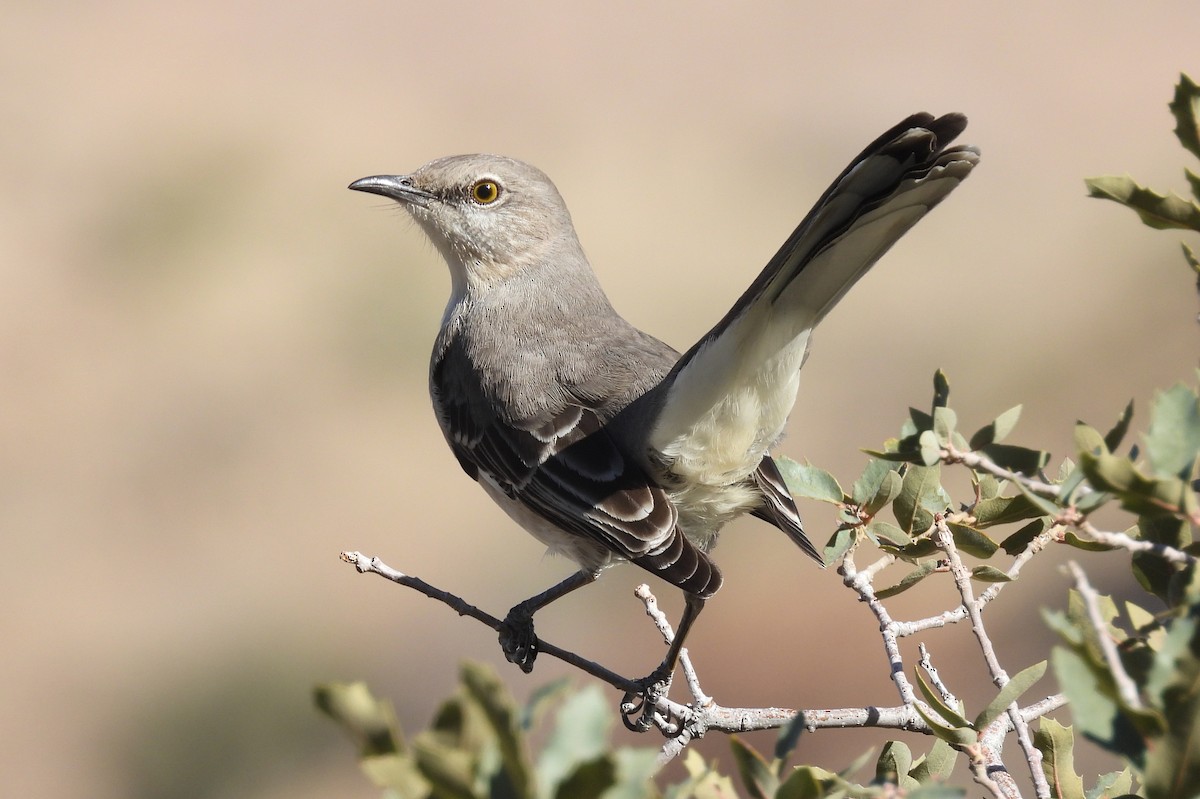 Пересмішник багатоголосий - ML647160564
