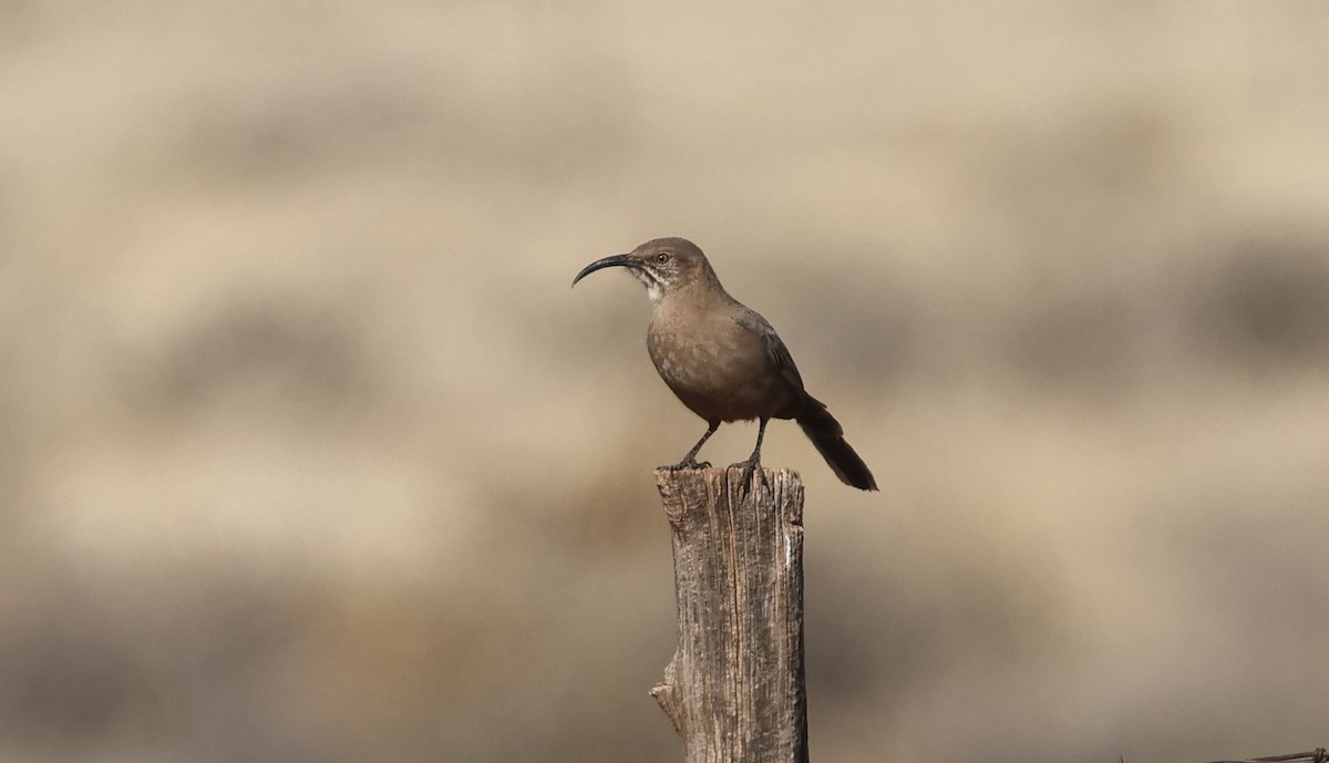 Crissal Thrasher - ML647160565