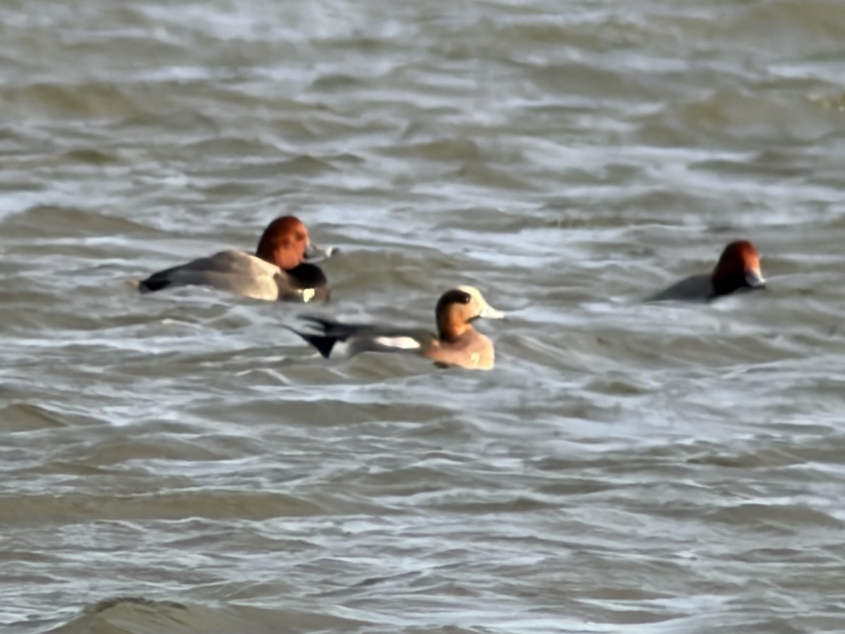Eurasian x American Wigeon (hybrid) - ML647160574