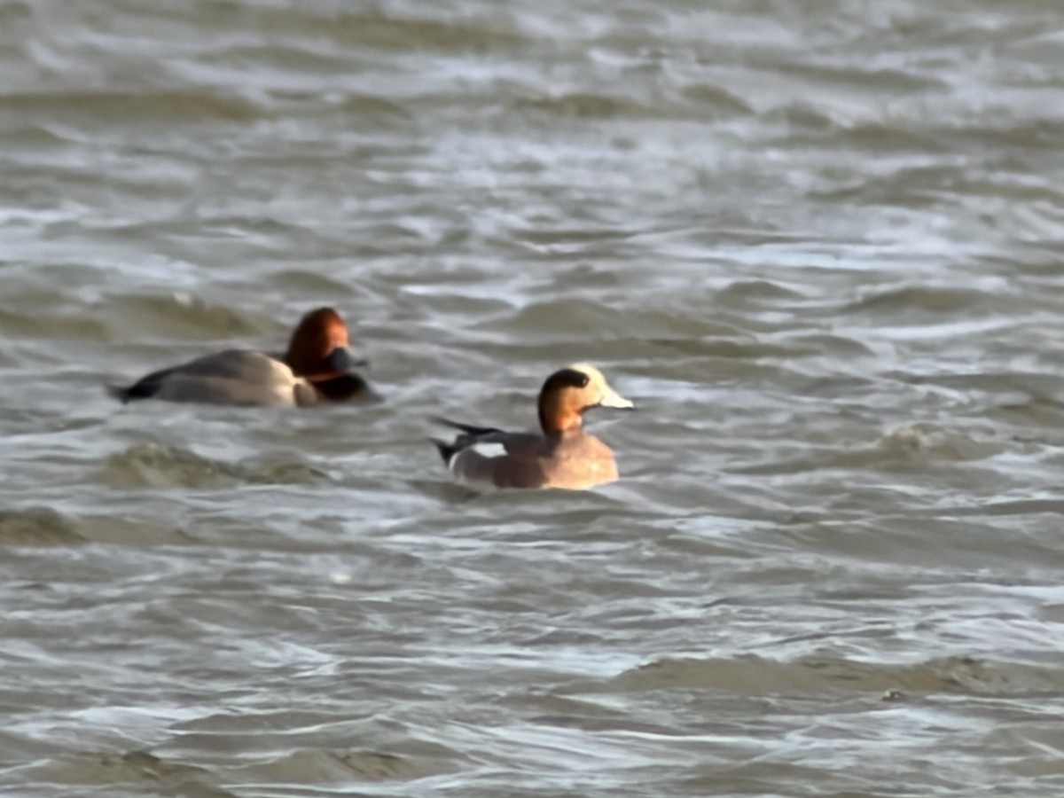 Eurasian x American Wigeon (hybrid) - ML647160575