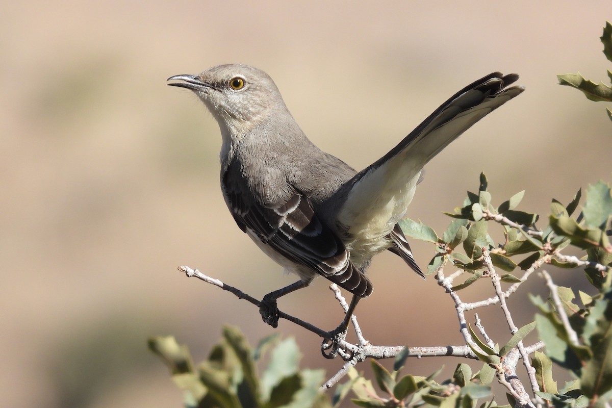 Пересмішник багатоголосий - ML647160576