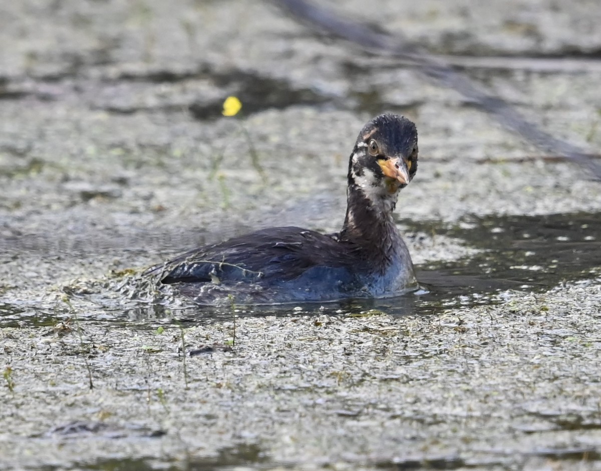 Little Grebe - ML647160577