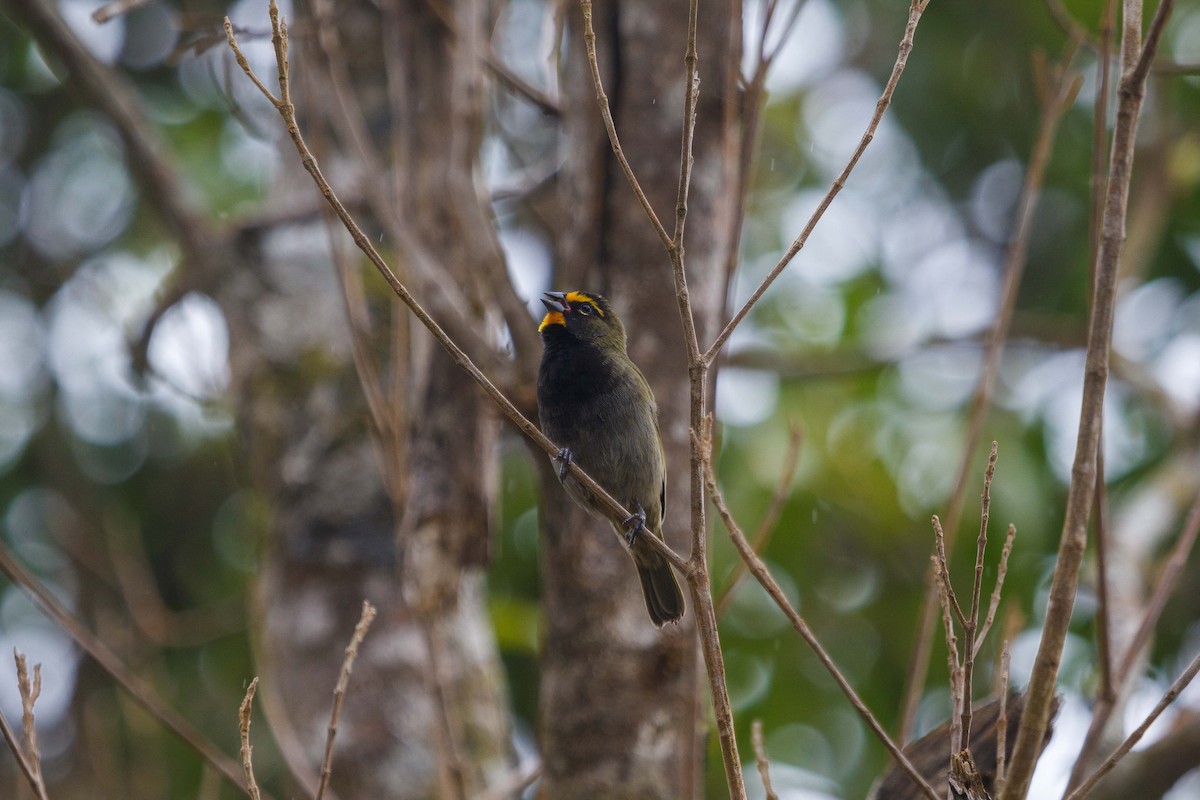 Goldbrauen-Gimpeltangare - ML647160578