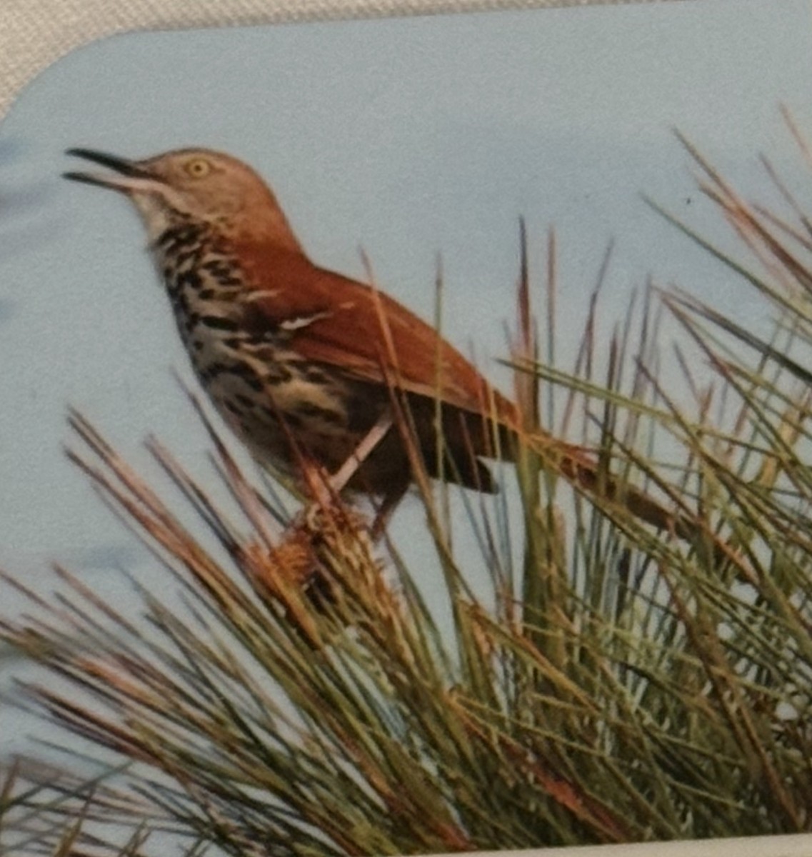 Cuitlacoche Rojizo - ML647160579