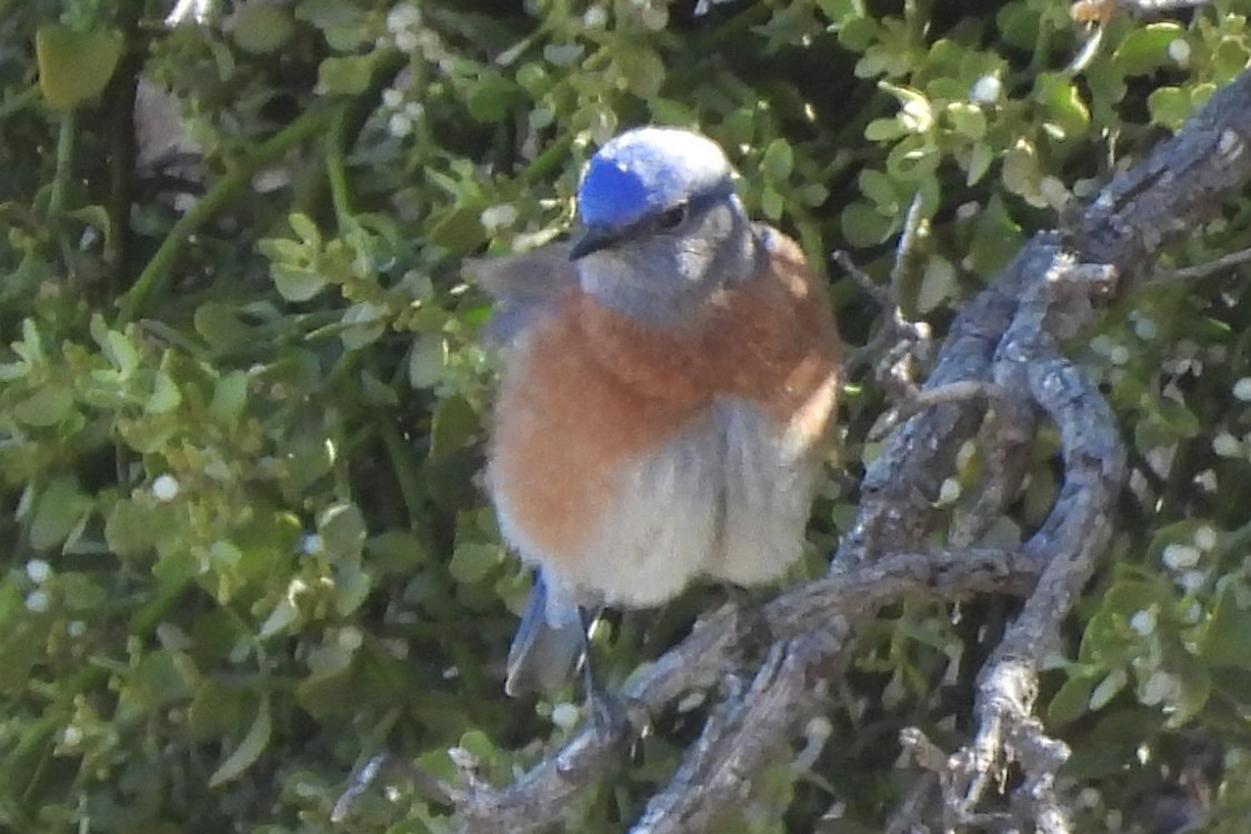 Western Bluebird - ML647160583